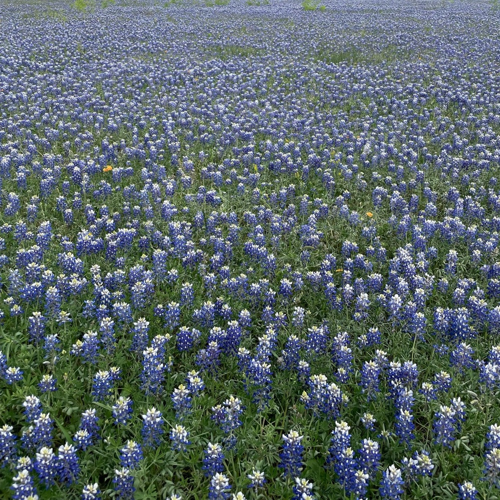 Meet your Posher, Ally